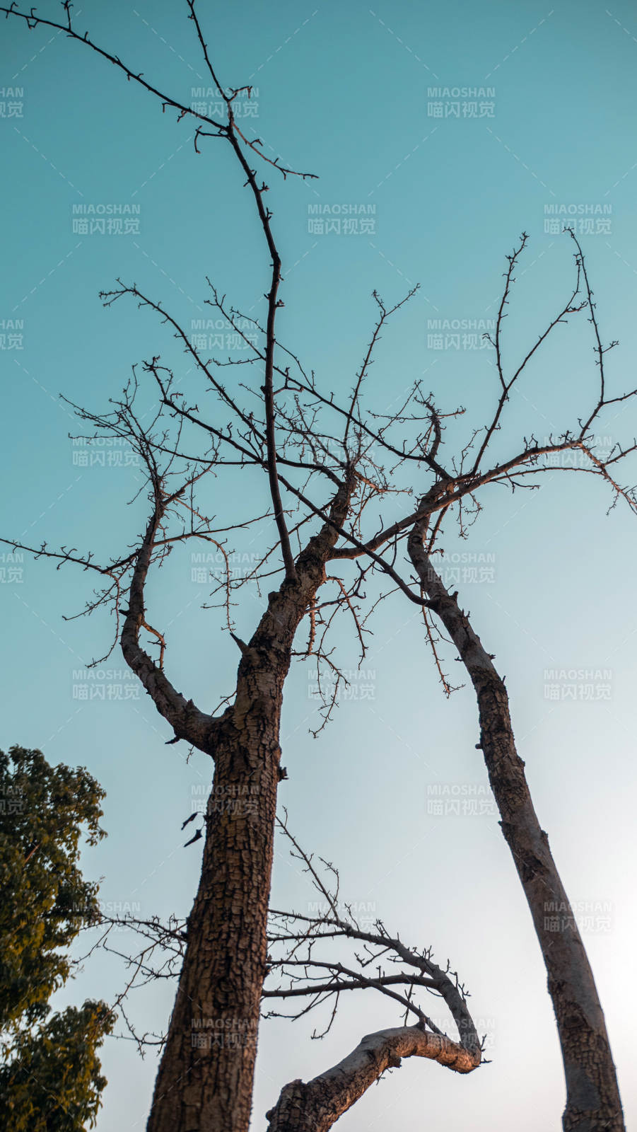 枯树仰望蓝天图片