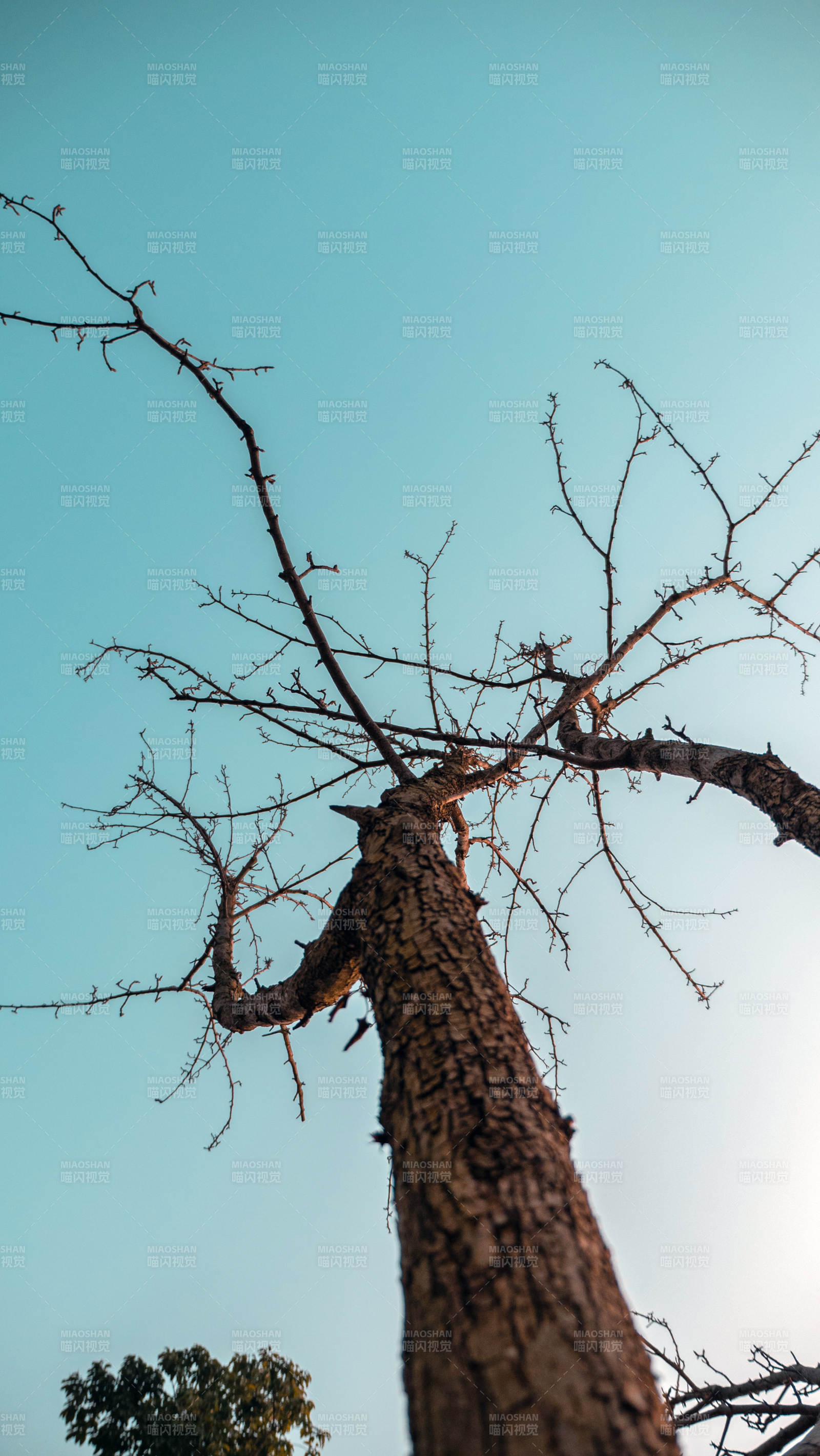 枯树仰望蓝天图片