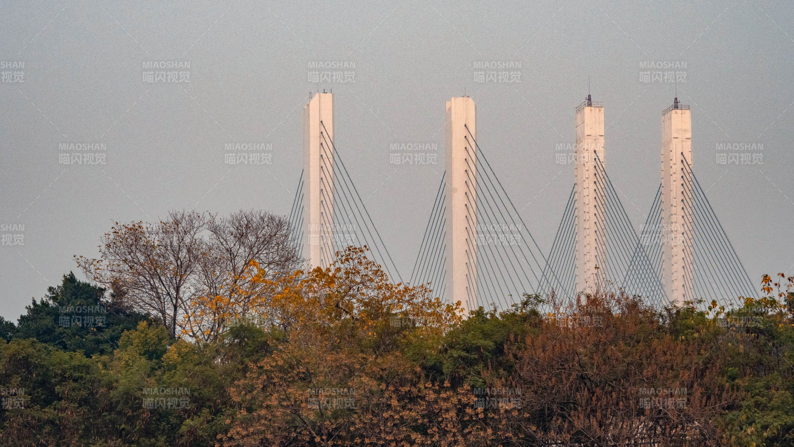 李家沱大桥四塔斜拉桥秋景图片