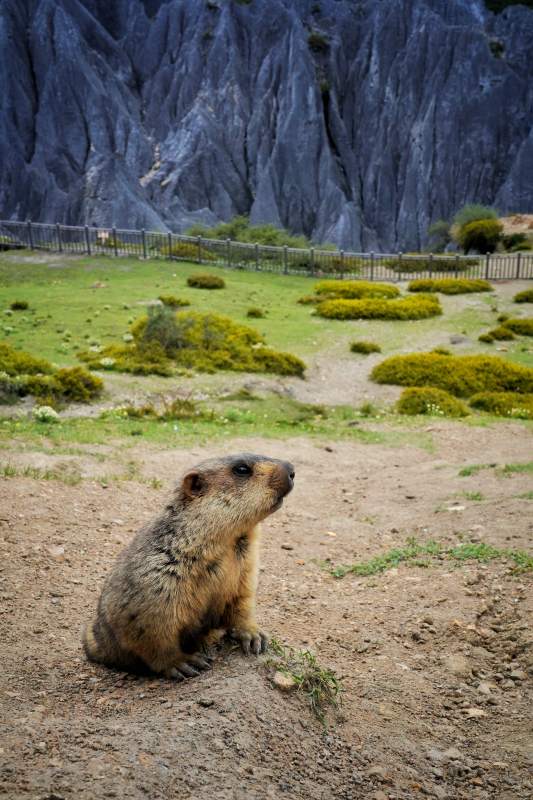 墨石公园的土拨鼠图片