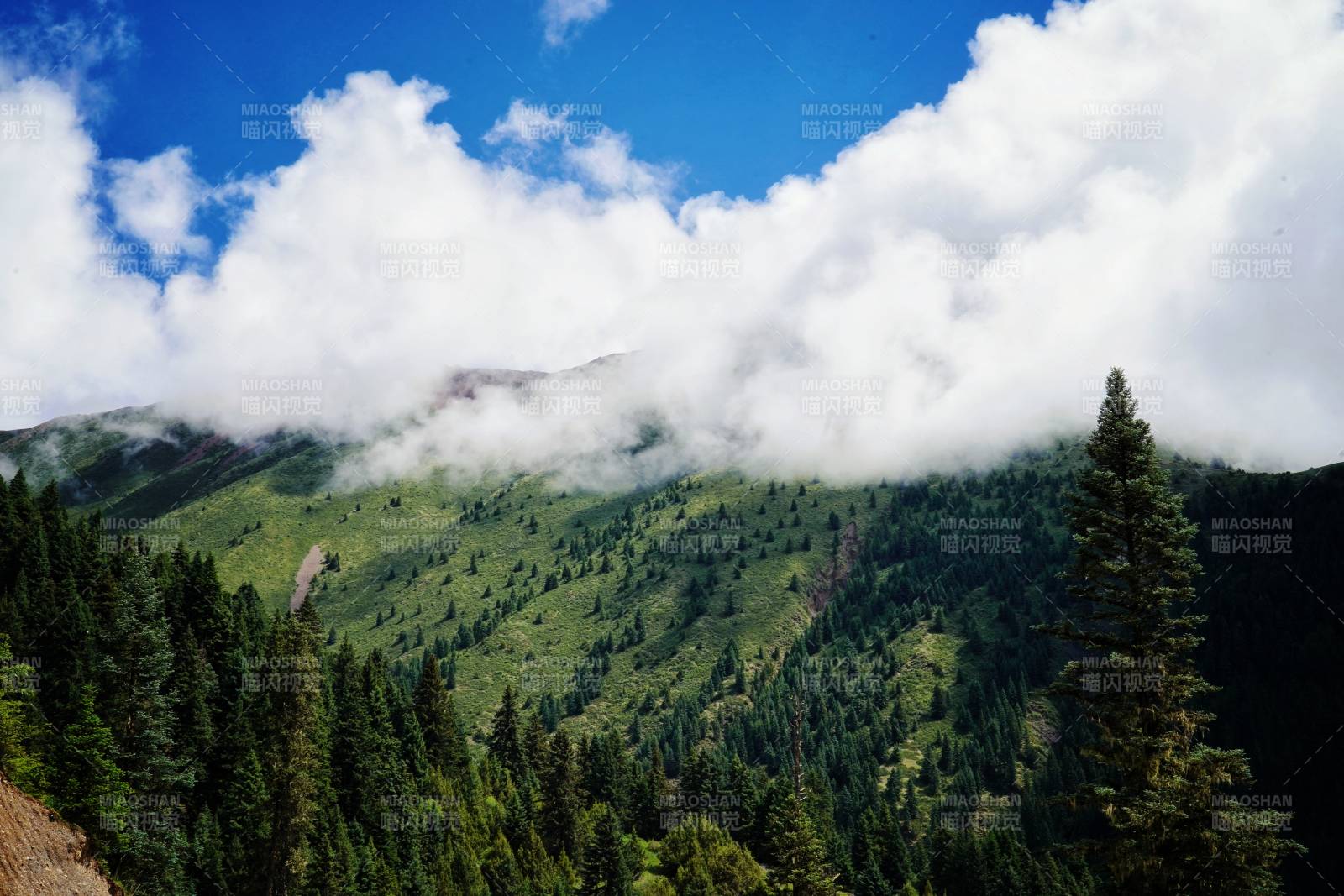 川西云雾缭绕山林间图片