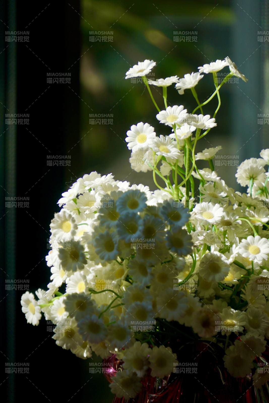 白菊绽放窗边图片