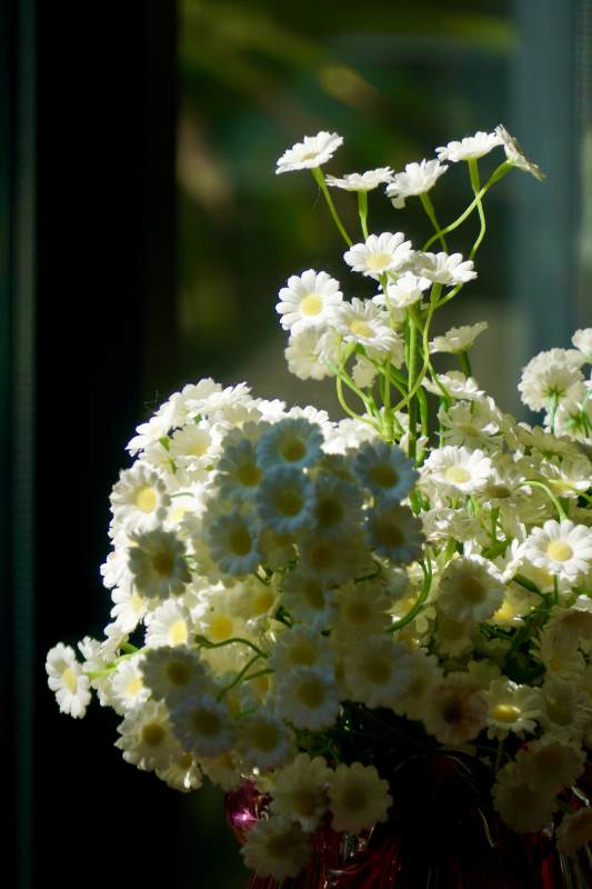 白菊绽放窗边图片