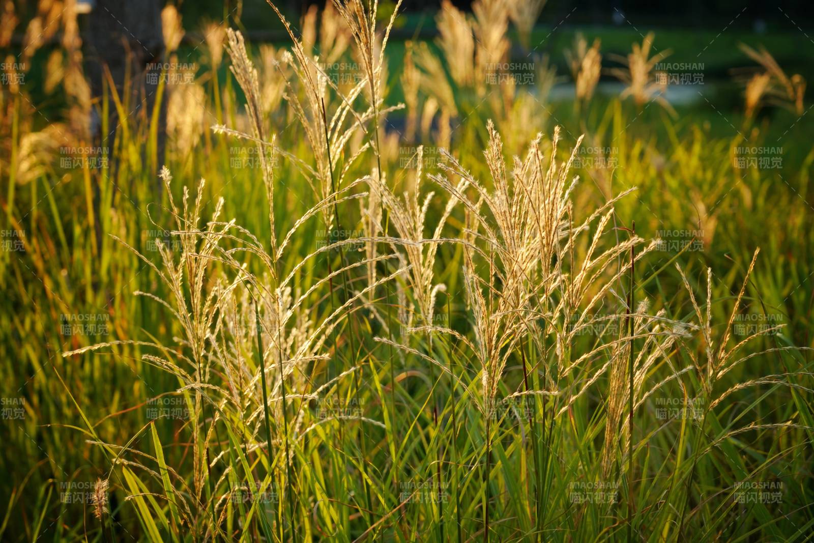 秋日芦苇摇曳图片