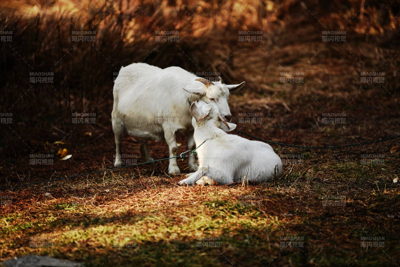 白山羊静憩林间图片