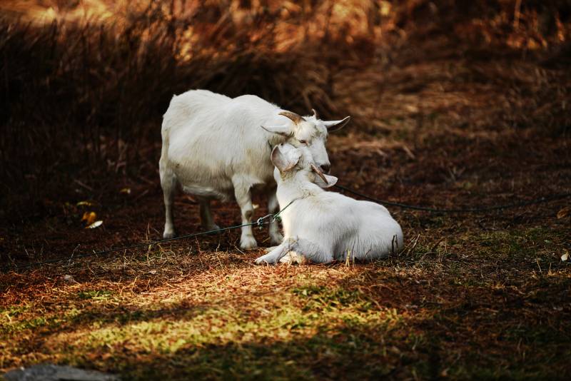 白山羊静憩林间图片