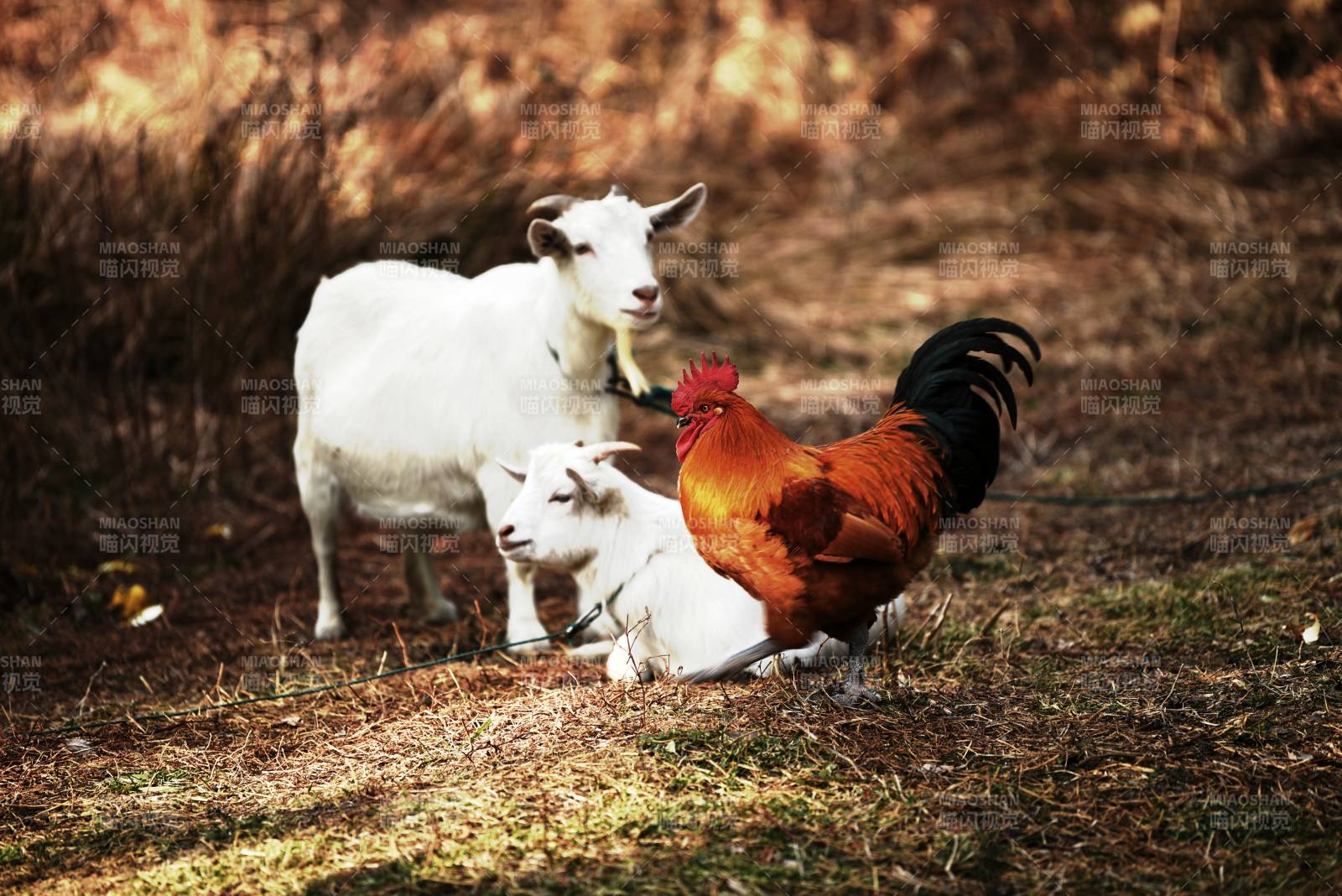 羊与公鸡共处田园图片