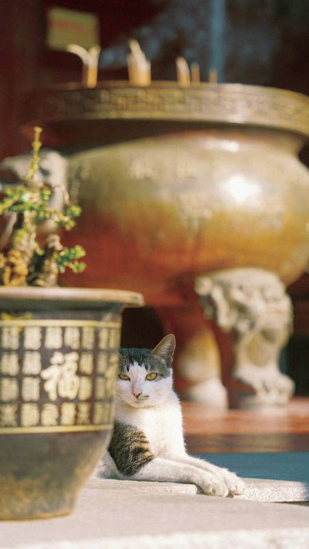 庙宇中的猫咪静憩图片