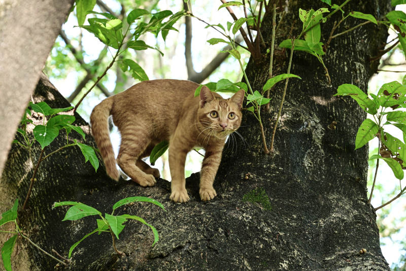 阳光下树上探头的橘色猫咪图片