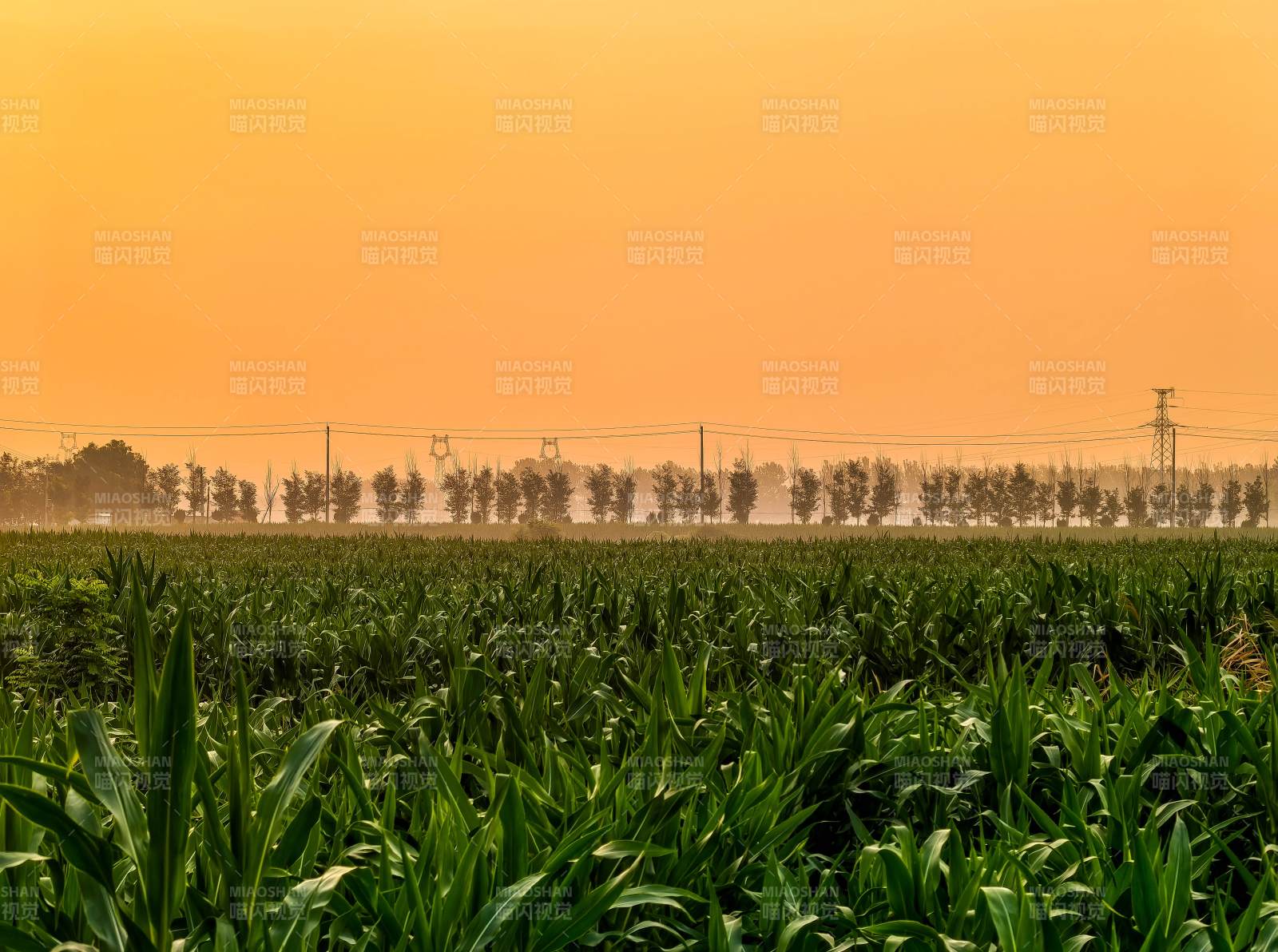 夕阳下的玉米田 安徽图片