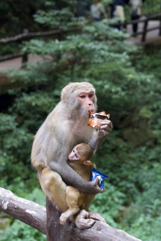 猴母抱子享零食图片