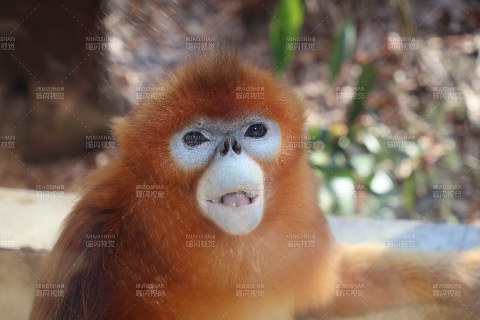 金丝猴特写图片