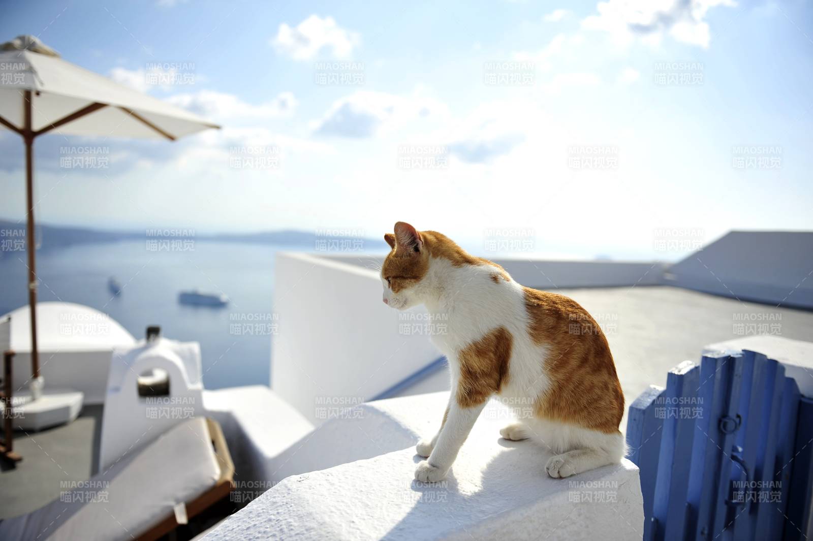 猫咪眺望海景图片