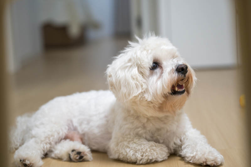 可爱小狗趴地微笑图片