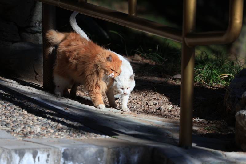 猫咪在台阶上行走图片