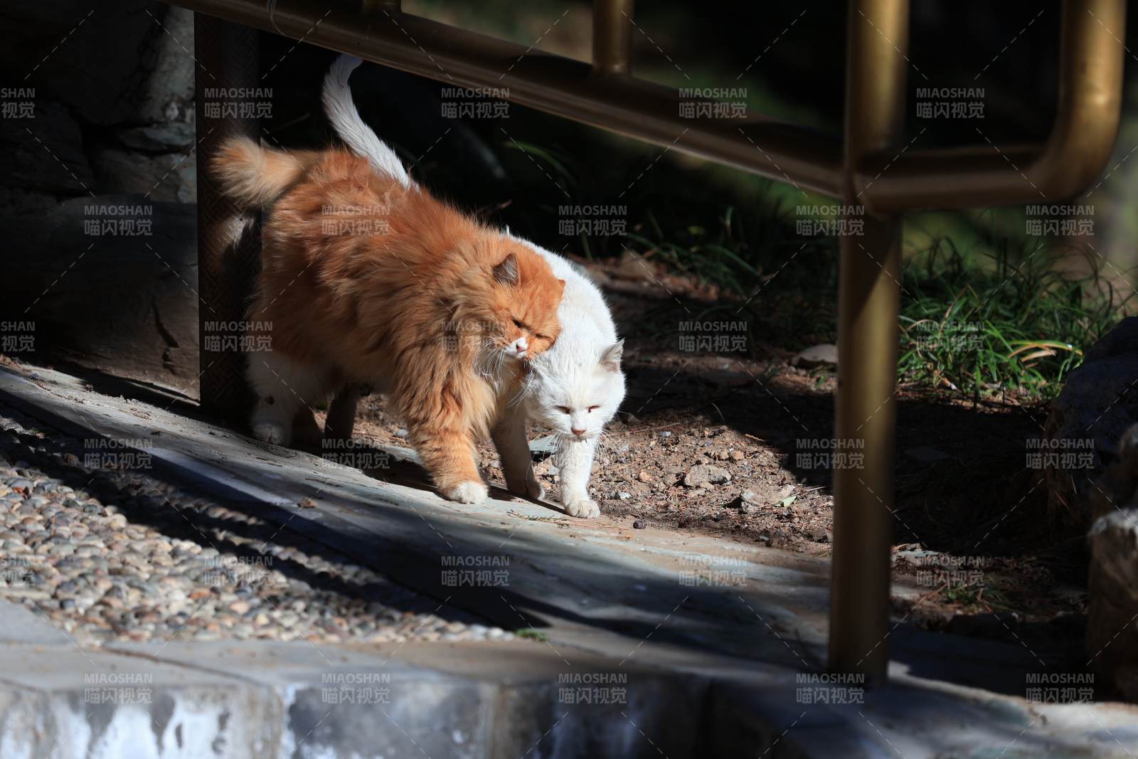 猫咪在台阶上行走图片