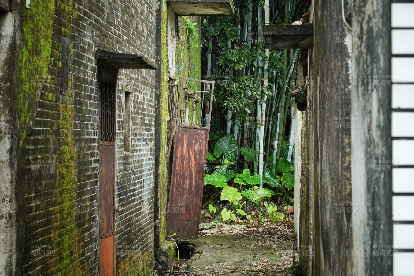 古巷深处绿意浓图片