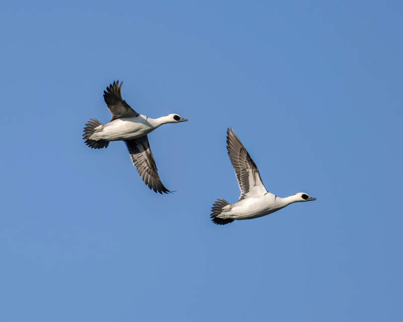 飞翔的鸭子图片