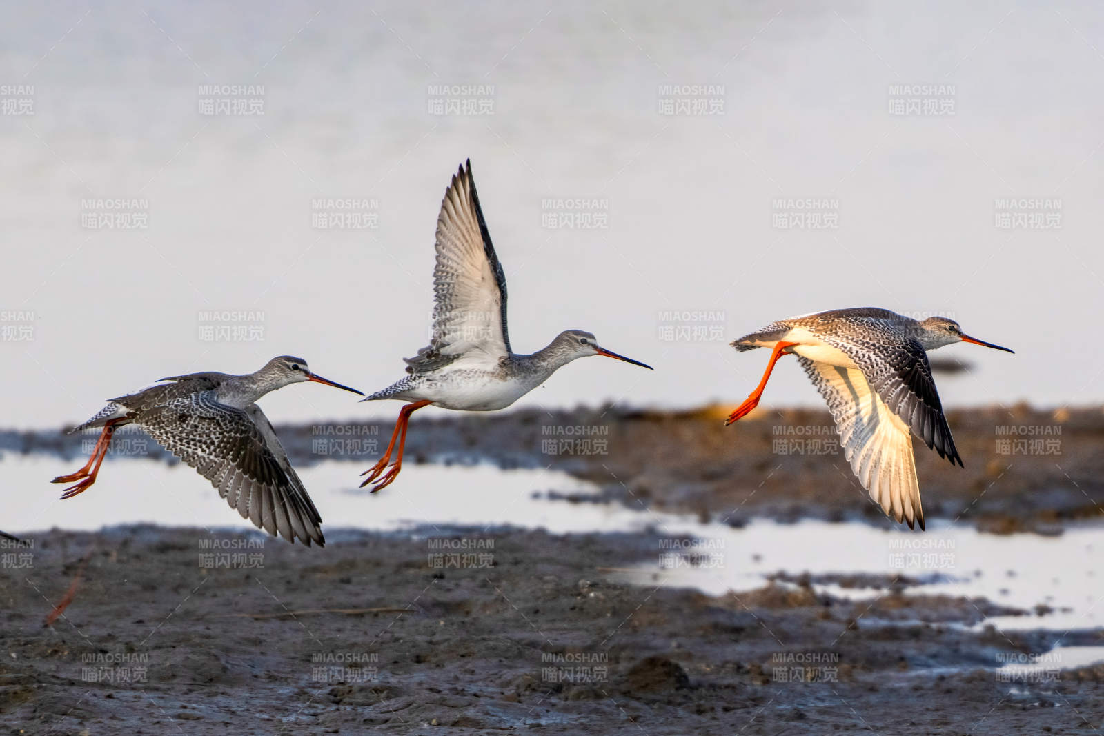 红脚鹬飞翔图片