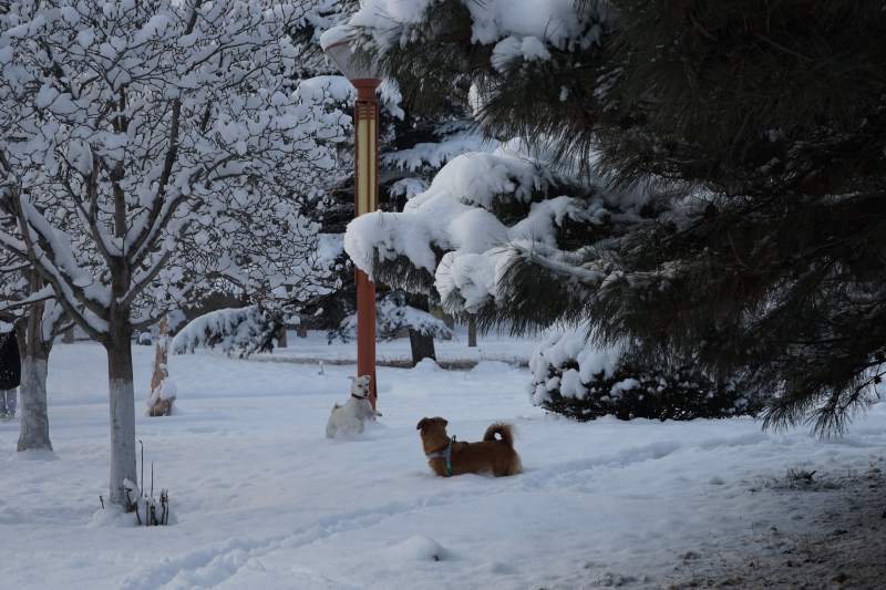 雪地里的小狗图片