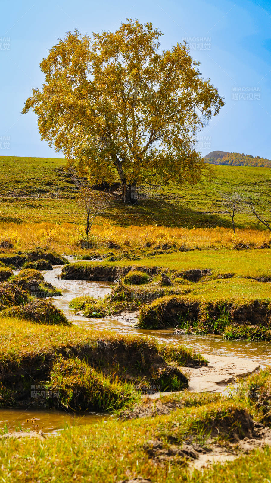 秋树溪流静谧景图片