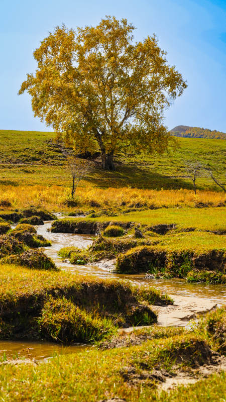 秋树溪流静谧景图片