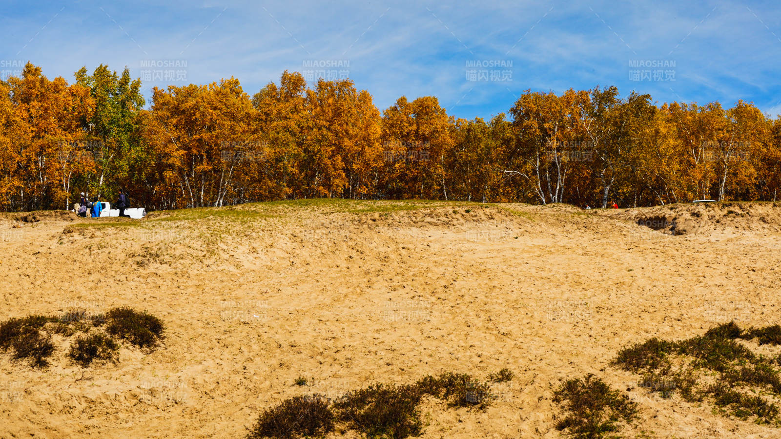 秋林沙地风光图片