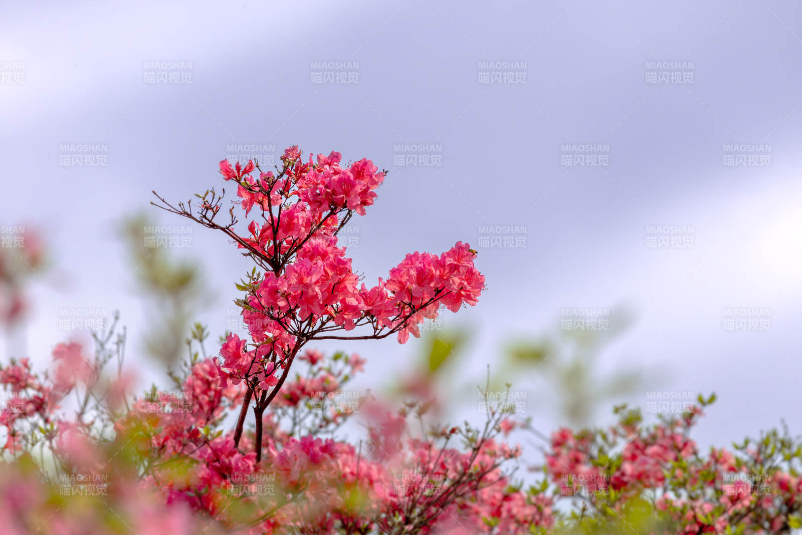 粉红杜鹃绽放图片