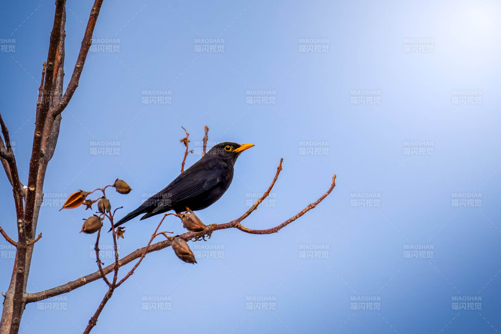 乌灰鸫栖枝望蓝天图片
