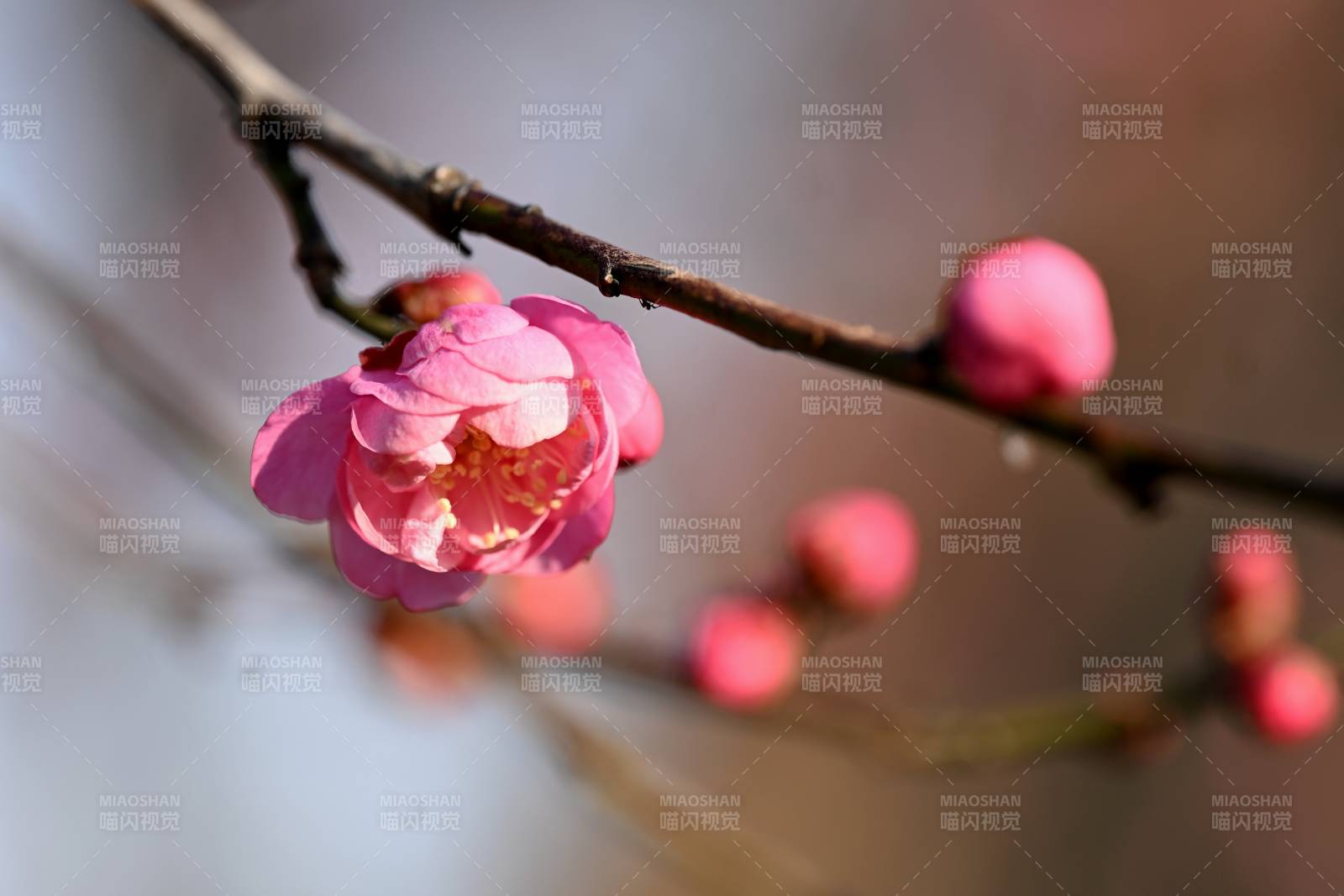梅花绽放枝头图片
