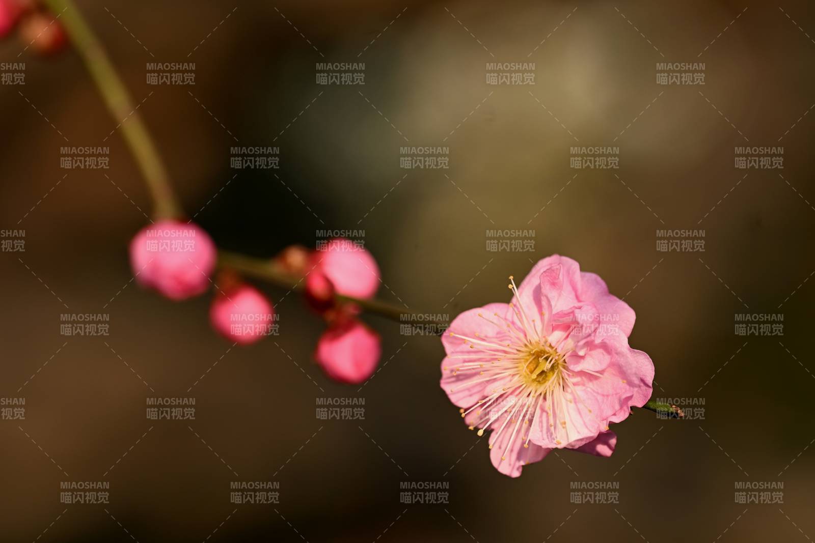 粉梅绽放枝头图片