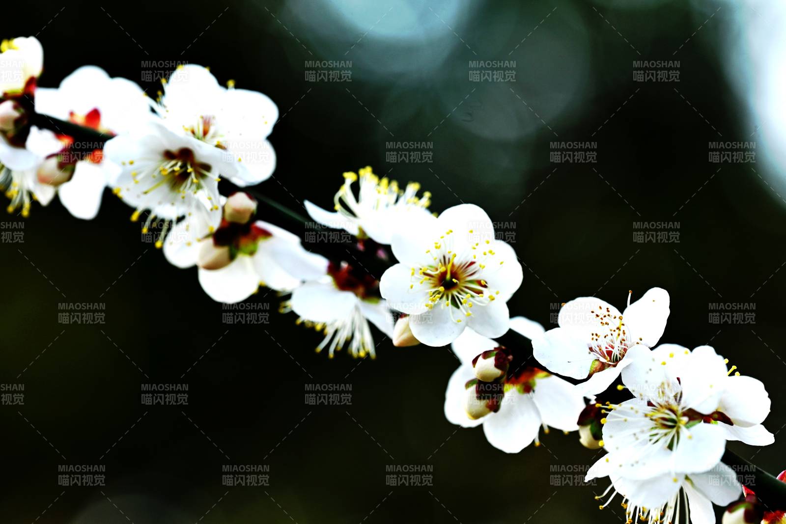 梅花绽放枝头图片