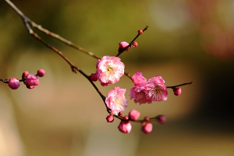 梅花绽放枝头图片