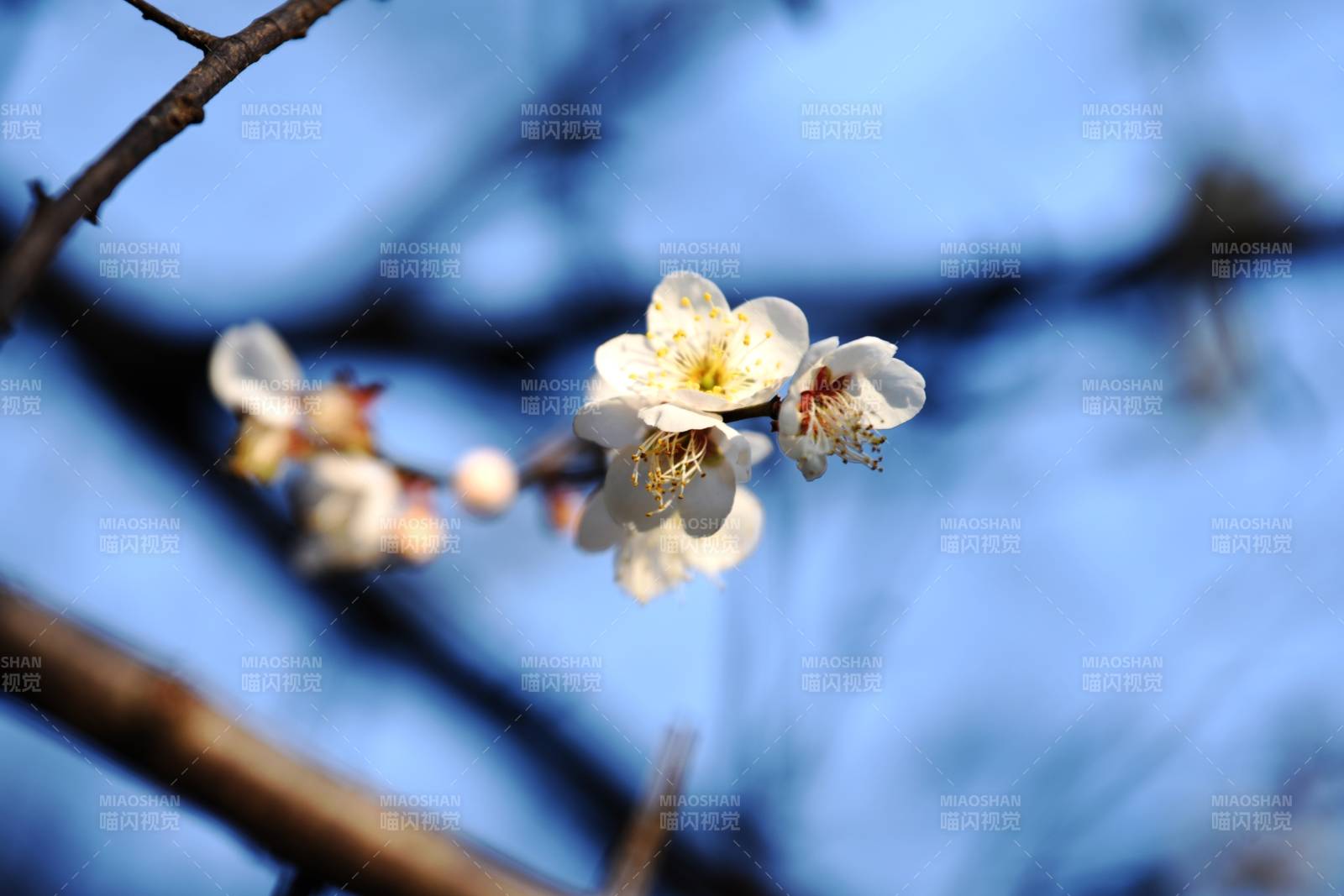 梅花绽放枝头图片