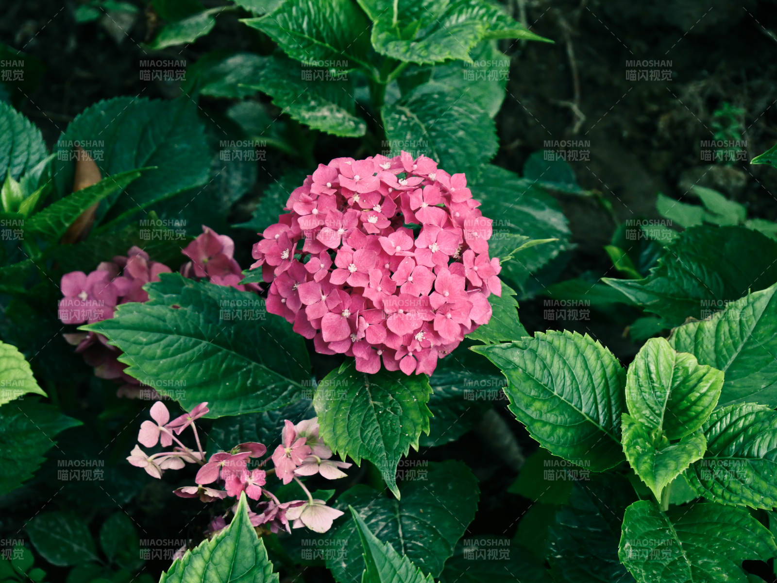 粉红绣球花绽放图片