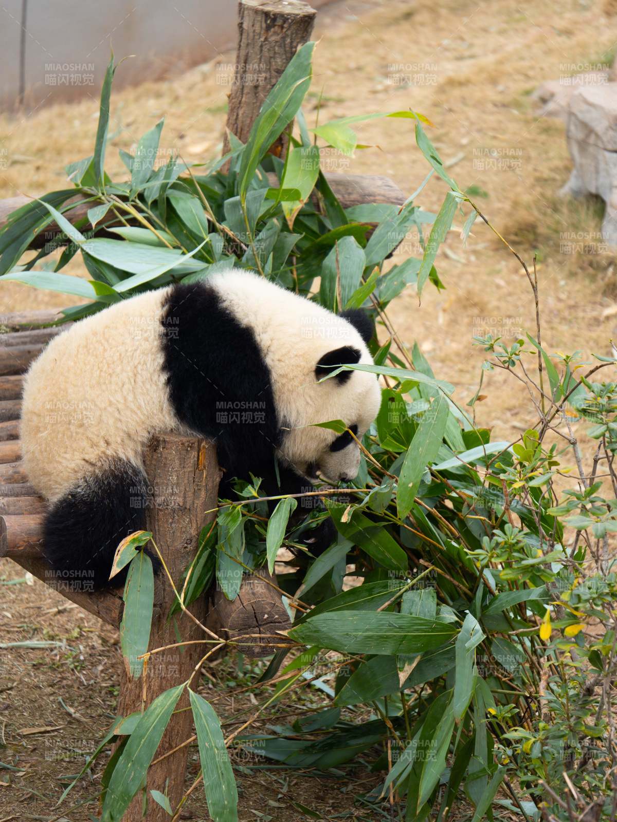 熊猫啃竹叶图片