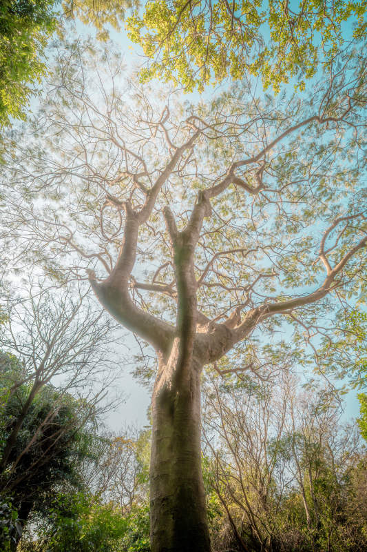参天大树仰望天空图片