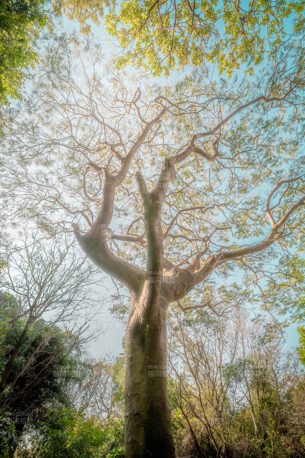 参天大树仰望天空图片