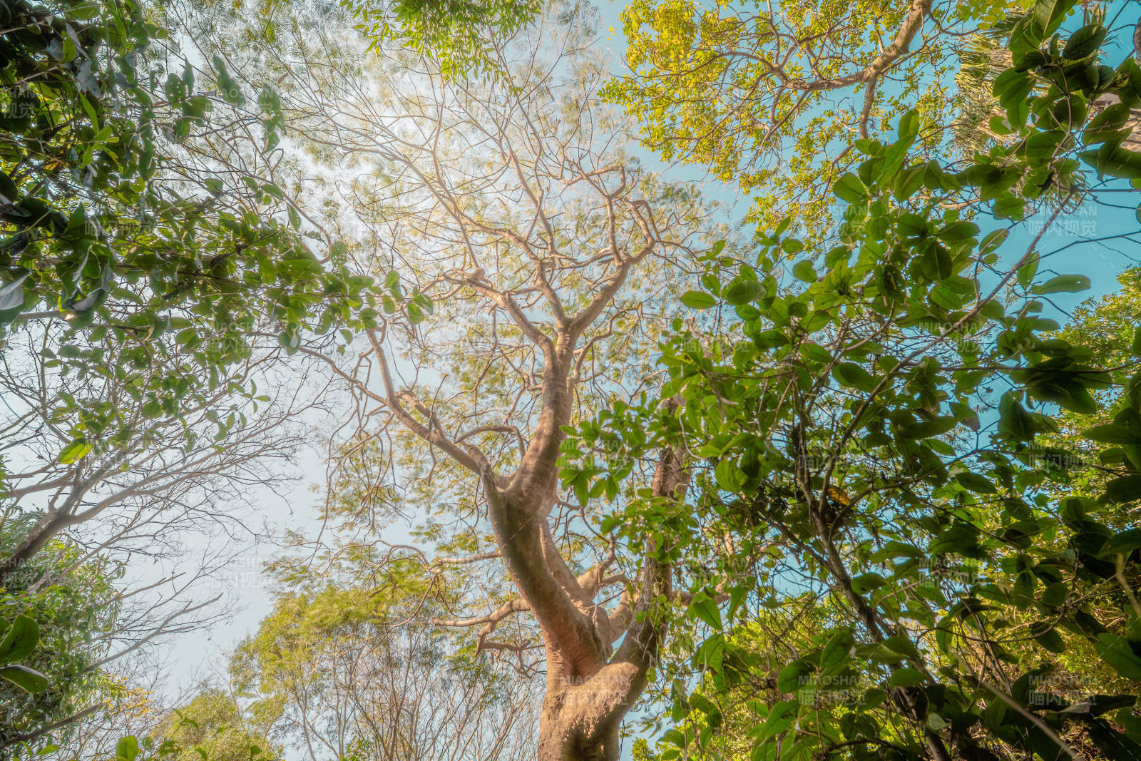 仰望树冠蓝天图片