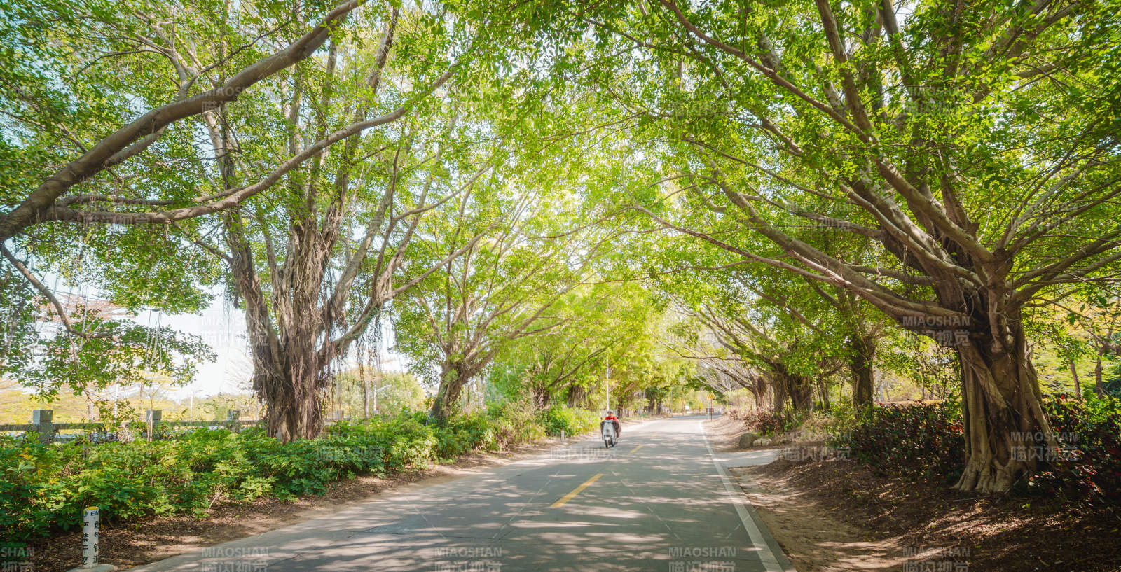 绿荫大道骑行图片