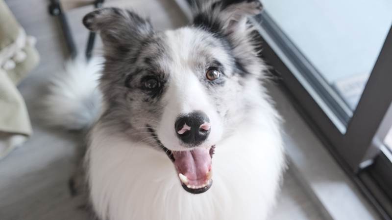 萌犬微笑迎镜头图片