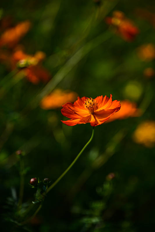 橙色波斯菊绽放特写图片