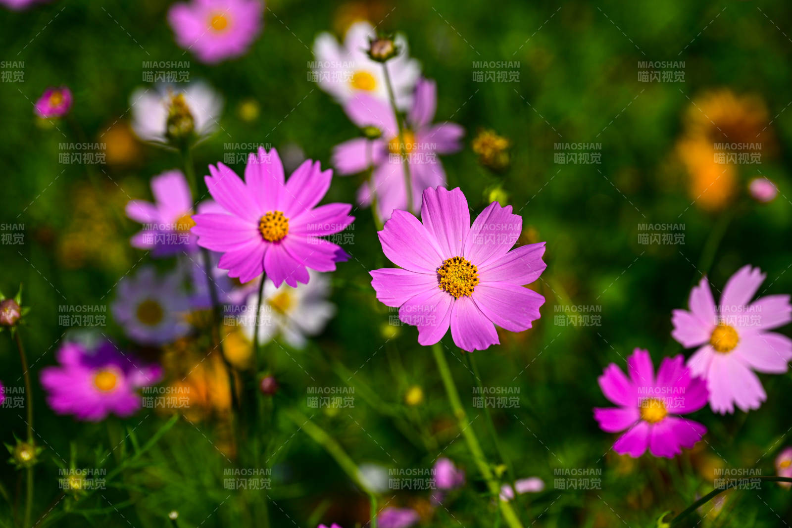 花海中粉色格桑花绽放特写图片