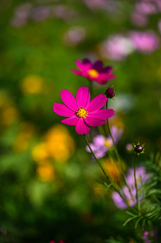 花海中格桑花绽放图片
