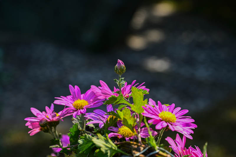 阳光下紫色菊花绽放特写图片