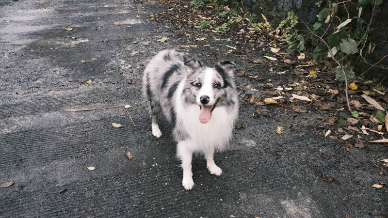 蓝白毛狗吐舌站立图片