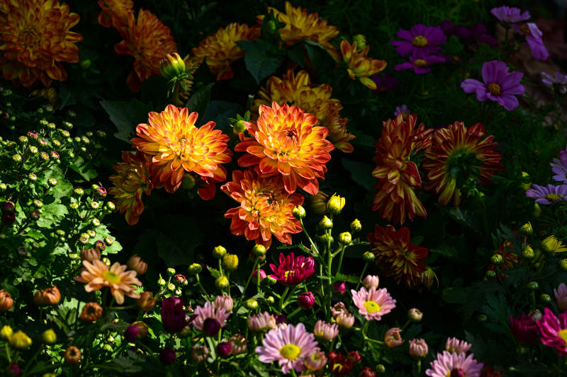 花海中的橙色菊花绽放图片