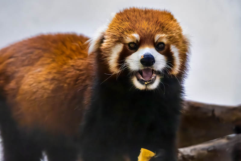 小熊猫张嘴吃食图片