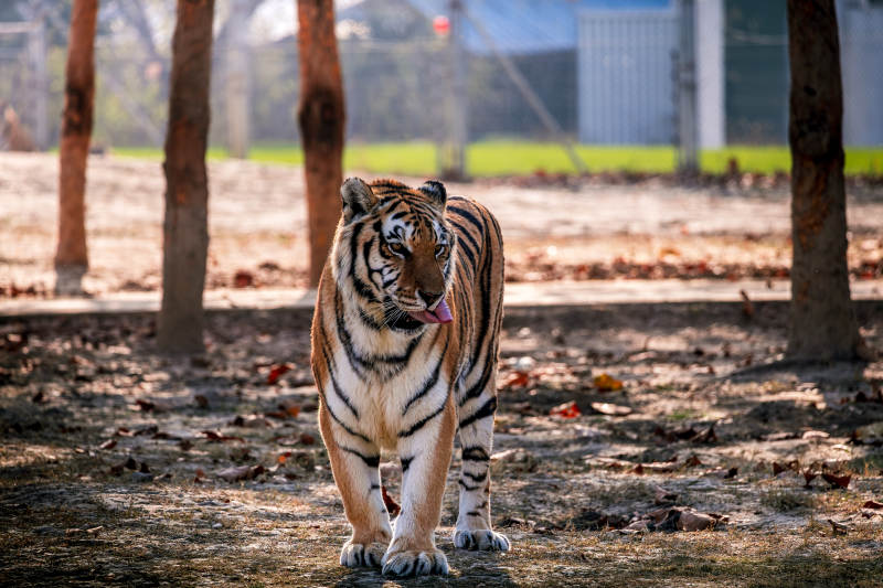 猛虎踱步林间图片