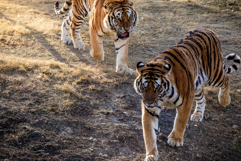 双虎并行 威风凛凛图片